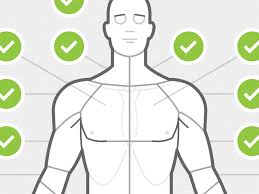 body chart anterior by chris wharton on dribbble