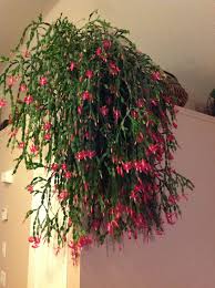 Can i separate christmas cactus?. Christmas Cactus 35 Years Old Christmas Cactus Christmas Plants Cactus Flower