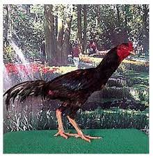 Ciri Fisik Ayam Pakhoy Impor Ayam Bangkok Aduan Ayam Bangkok Bangkok Thailand