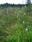 Image result for Chlorophytum bowkeri