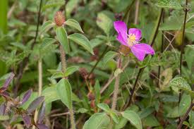 Image result for Dissotis glandulosa