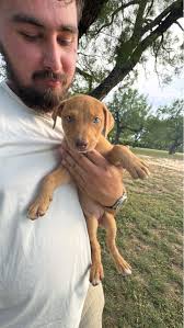 Are these two lost dogs missing in the Southland area?