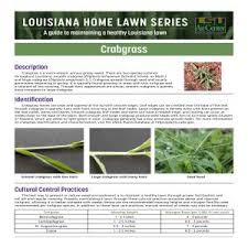These herbicides are applied to the turf and prevent the germination of weed seeds. Louisiana Home Lawn Series Crabgrass