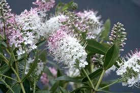 Image result for shrubby veronica hebe