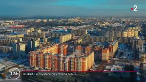 Vous y trouverez les meilleures pièces uniques ou personnalisées de nos boutiques. Russie Des Chiens Errants Au Pelage Bleu Recueillis Pres D Une Usine Abandonnee Video Dailymotion