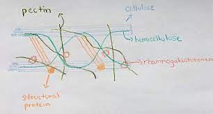 The outer layer of a cell , esp the structure in plant cells that consists of cellulose ,. File Hemicellulose Acting In The Plant Cell Wall Jpg Wikimedia Commons