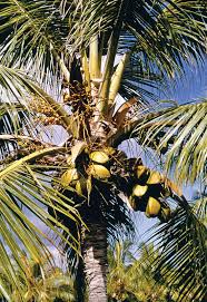 Image result for Cocos nucifera