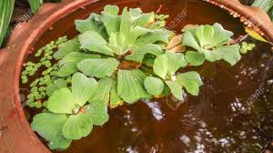 Maybe you would like to learn more about one of these? Duckweeds Or Water Lens Are Flowering Aquatic Plants Which Stock Photo Picture And Royalty Free Image Image 33311276