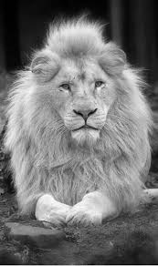 Beautiful Black And White Animal Photography Cool Black And White Animal Pictures Animals Animal Photography Black And White