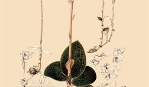 Image result for Zeuxine africana