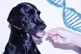 Es handelt sich um einen kleinen designerhund, der einem plüschtier ähnlich sieht, er bellt nicht und ist ein. Gentest Beim Hund Was Bist Du Denn Fur Einer Urban Dog