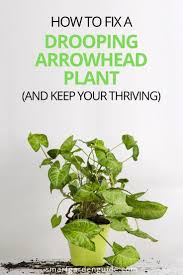 The arrowhead plant is a popular indoor plant, as it is very easy to care for. Why Is My Arrowhead Plant Drooping Causes And Solutions Smart Garden Guide Arrowhead Plant Plants Smart Garden