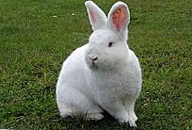 This website is a small part of what we offer. New Zealand White Rabbit Nzb Breed Description Weight By Month Breeding At Home Livestock