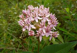 Image result for Asclepias adscendens