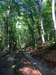 bluehost com nature photography azerbaijan travel forest photography