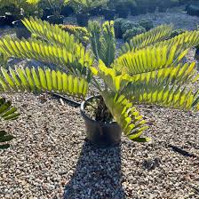 Image result for Zamia furfuracea