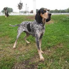 The dogs were believed to be a mix of white and blue hounds (grand gascon saintongeois and grand bleu de gascogne). National Bluetick Coonhound Association Home Coonhound Puppy Bluetick Coonhound Hunting Dogs Breeds