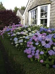 Whaling City Cottage Hydrangea Garden Boxwood Landscaping Hydrangea Landscaping