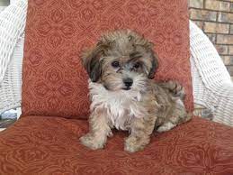 What kind of dog is scout from troy maine? Teacup Teddy Bear Dog For Sale