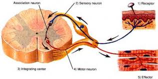 Dry Needling Diagram Dry Needling Dry Needling Trigger