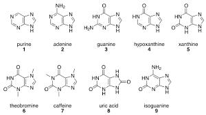 Talk Purine Wikipedia