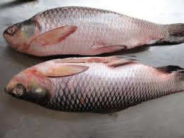 Rohu Ikan Buy Rohu Ikan Patah Hati Product On Alibaba Com