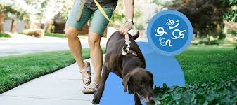 What exactly does dewormer do? Deworming Your Dog What To Expect In The Hours And Days After Treatment