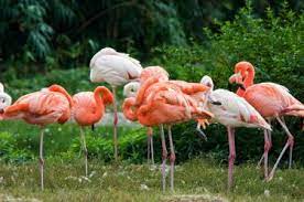 Flamingos Causes Of Color