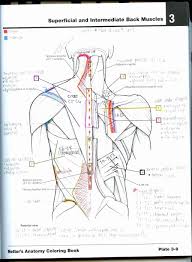 Physiology coloring book pdf document. Anatomy Coloring Book Free Download
