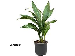 Image result for Kořenokvětka Aspidistra