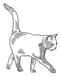 Katze Zeichnen Lernen Schritt Fur Schritt Anhand Einiger Beispiele