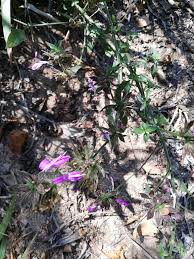 Image result for Dicliptera clinopodia