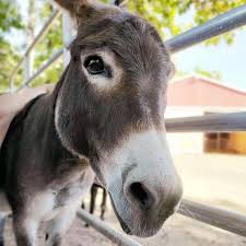 Maybe you would like to learn more about one of these? Mobile Petting Zoo Services Firefly Fields