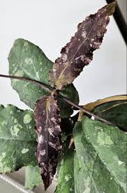 Image result for Quassia undulata