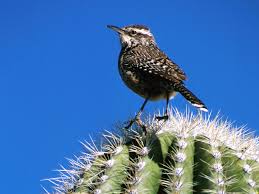 The state bird of arizona is the cactus wren. Every State S Official Bird