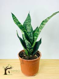 Image result for Vahadenia laurentii