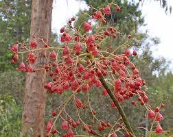 Image result for Brachychiton