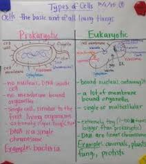 prokaryote vs eukaryote glad anchor chart notes scientific