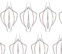 Frauen zeigten eine starke präferenz für gering ausgeprägte innere schamlippen, die nicht über die äußeren schamlippen herausragen. Legal Beschnitten