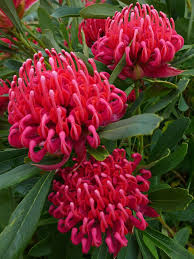 They serve to frame larger plants, fill in empty spaces and can even hide unattractive parts of the landscape such as pipes or bare roots. 23 Border Plants Ideas Border Plants Plants Garden