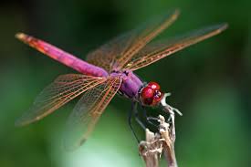 Image result for pepatung