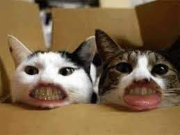 Kucing lucu, gemesin, gemoy | video tiktok kucing lucu terbaru 2020 jangan lupa subscribe chanel ini karena akan sering. Kucing Lucu Comel Imut Gemes Bikin Ketawa Ngakak Part 10 Youtube Kucing Humor Hewan Lucu Kucing Lucu
