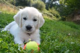 What could you possibly want to know about me? Golden Retriever Golden Retriever Welpen Kaufen Verkaufen Niedersachsen Haustier Anzeiger
