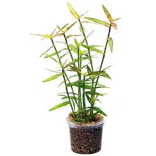 Image result for Murdannia stricta