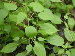 Image result for Boehmeria