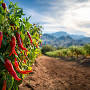 Profile Picture of Home | Anthony Spices - Seasonings, Rubs, Peppers & Hot Sauceson Google
