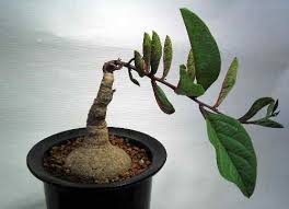 Image result for Adenia goetzei