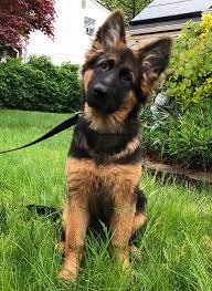 Gsd Puppy German Shepherd Puppies German Shepherd German Shepherd Training