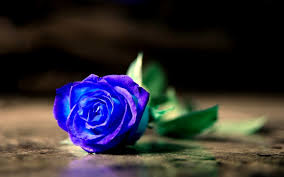 Oleh karena itu, mawar biru. 7 Arti Mawar Biru Yang Bisa Mewakili Perasaan Kamu