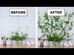 Diy Ivy Garden Wall Youtube Ivy Plant Indoor Garden Wall Succulent Wall Diy
